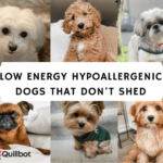 hypoallergenic dogs